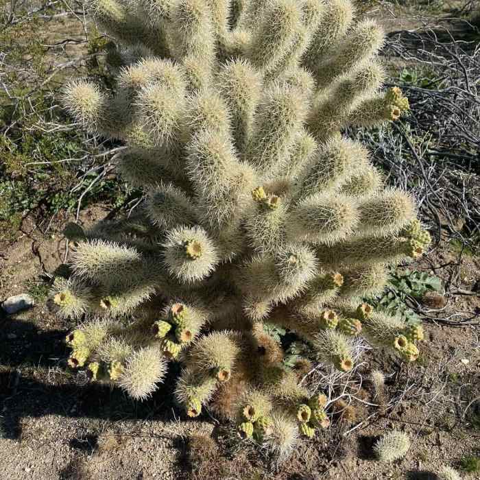Near Box Canyon Trail