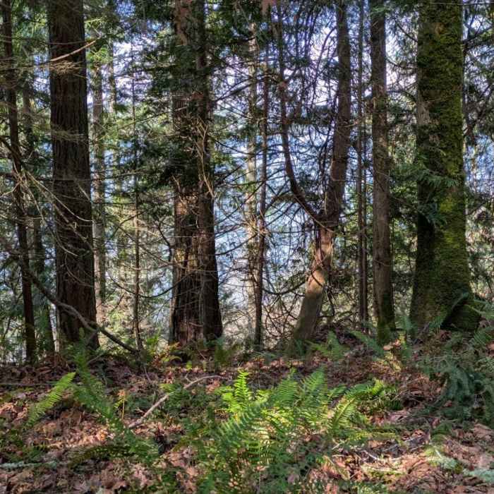 Looking sothwest on trail. Near Fort Ward Main Loop