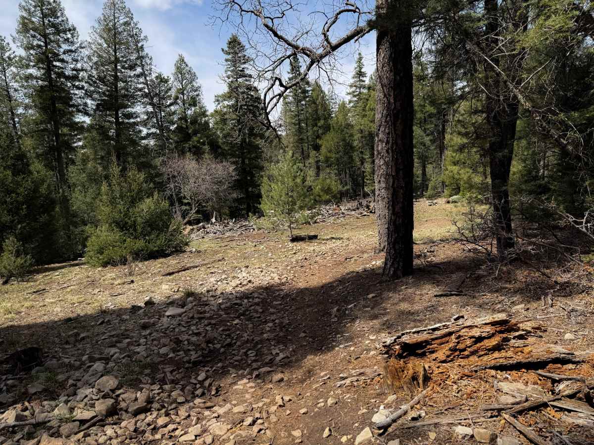 Pines North Trail  photo 5
