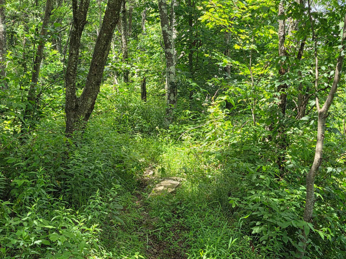 Single Track XX photo 3
