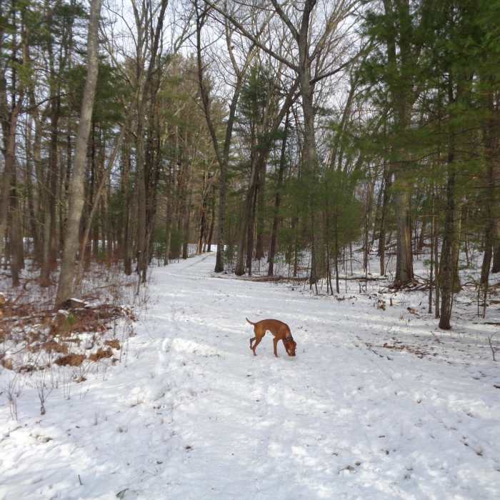 Near Cold Harbor Trail