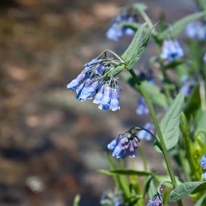 Near North Fork of the Big Wood - Amber Lakes