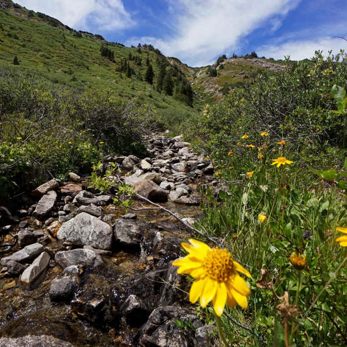 Near Linkins Lake Trail