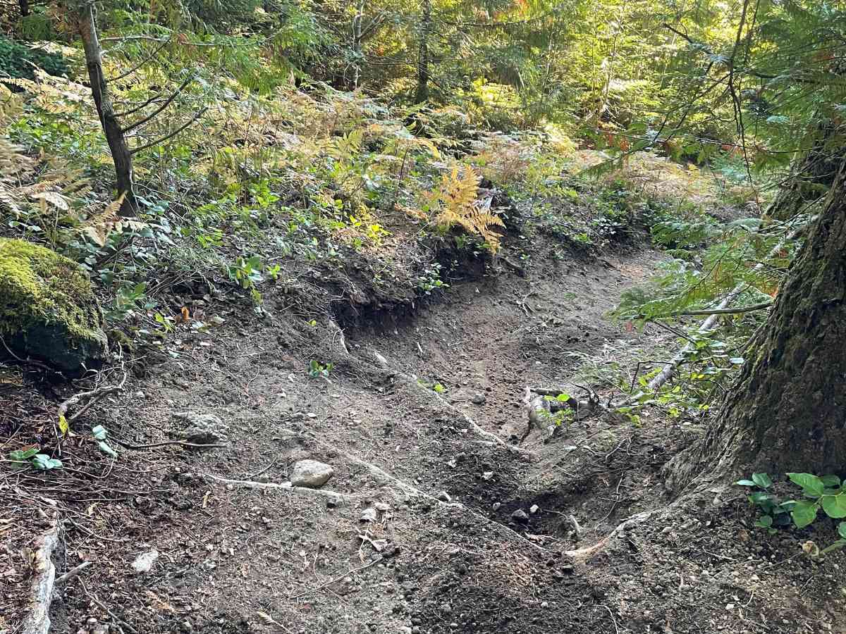 Skidder Skip photo 6