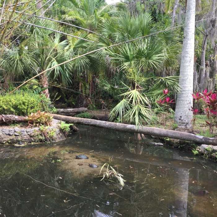 A plethora of turtles enjoy a small pond along the trail. Near Florida Institute of Technology Botanical Garden