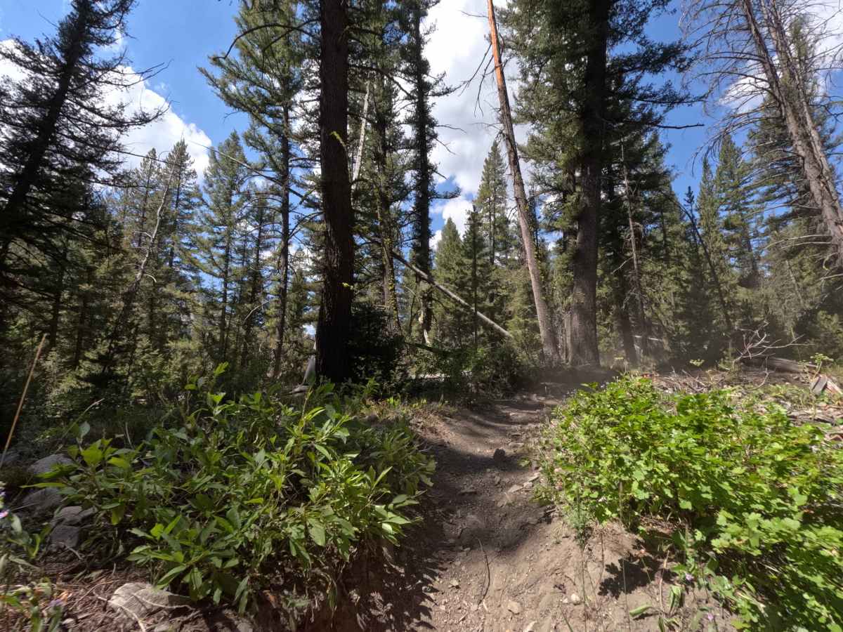 West Fork Big Smoky Creek - FS 7224 trail photo