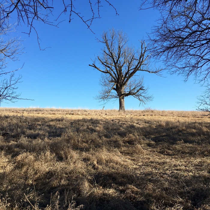 Near Red Trail