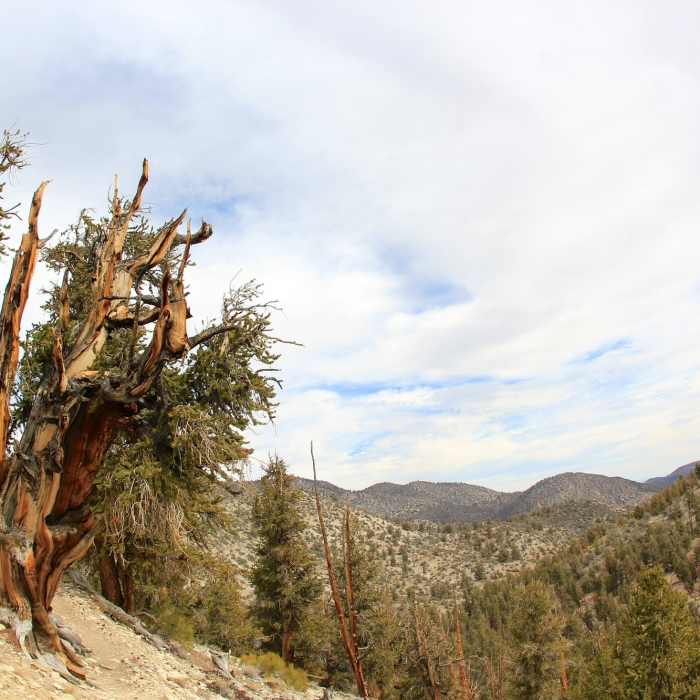 Ancient Bristlecone Pine overlooking the mountains along White Mountain Road. Near White Mountain Peak