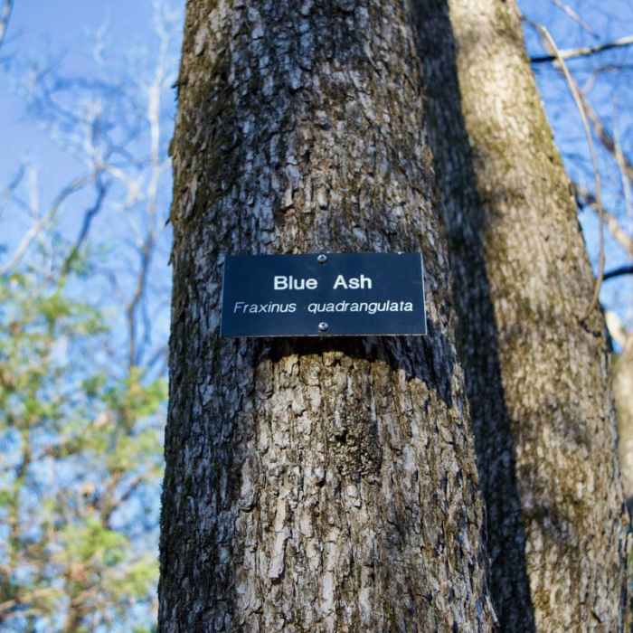 Near Couchville Lake