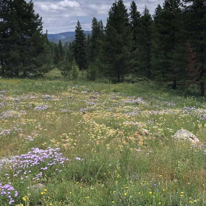 Loads of flowers even in August Near Whitney Lake Trail #2002