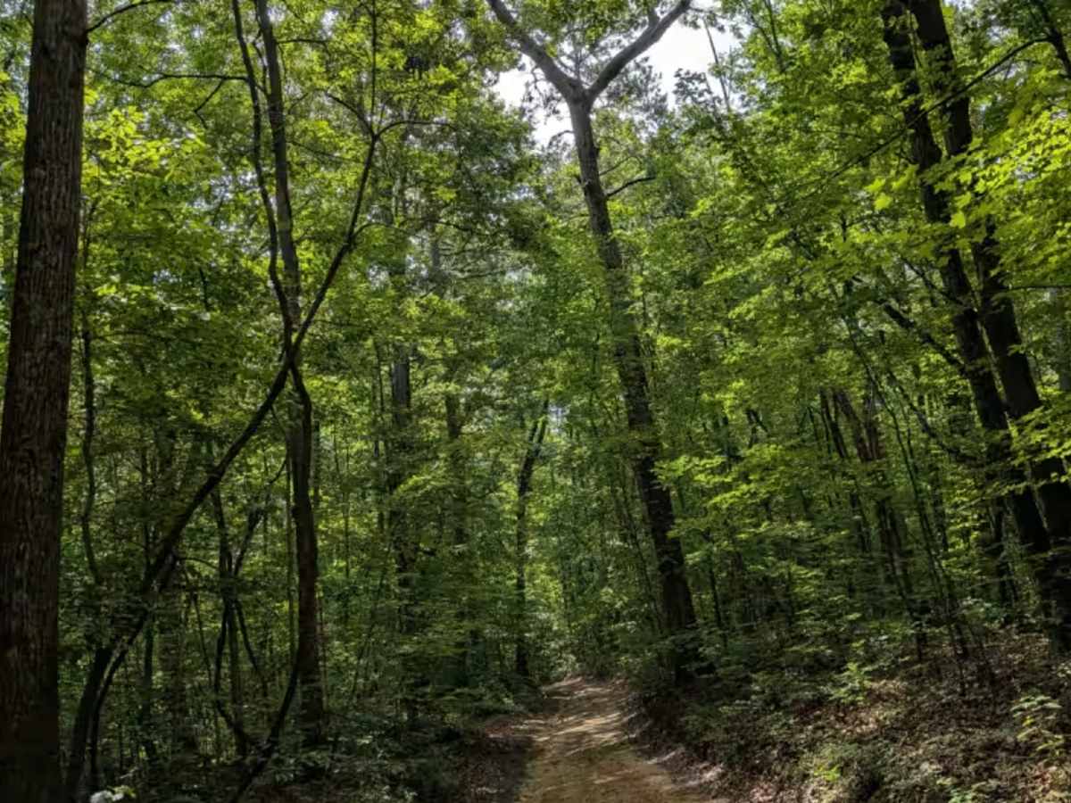 Inman Loop Road photo 4