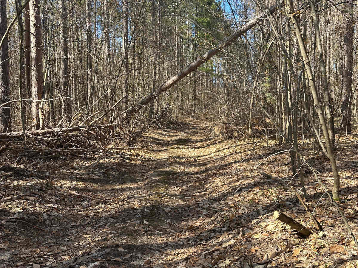 Blue Bear Trail photo 5