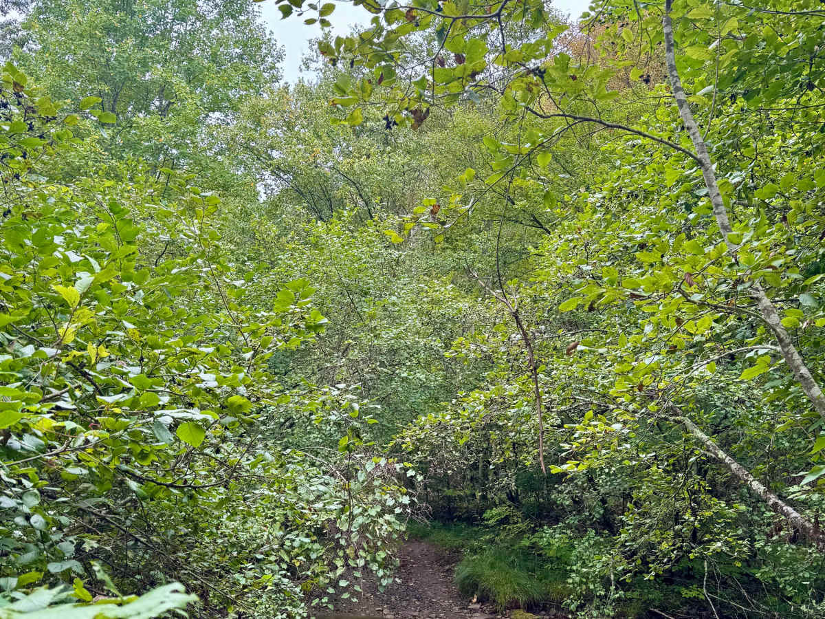 Mix Run Road photo 5