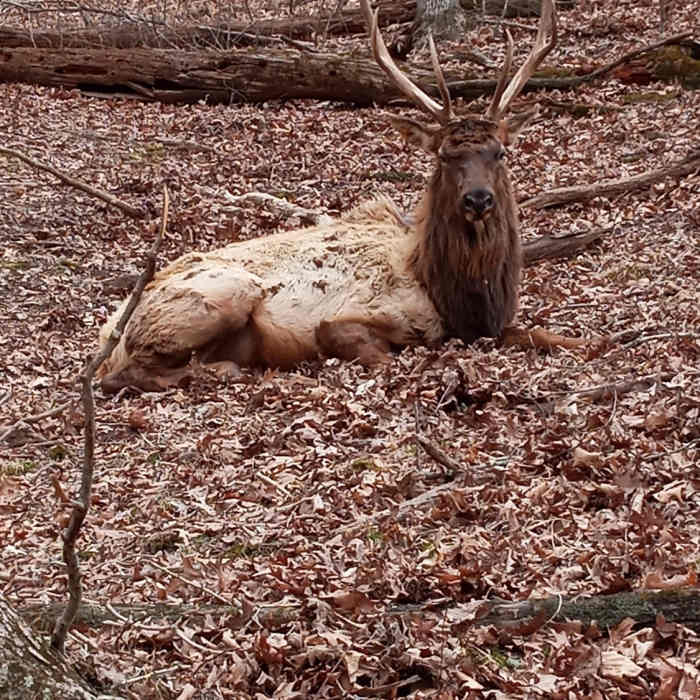 This "Lone Elk" was sitting in the woods, overlooking the herd. The King on His Throne. Near White Bison Trail