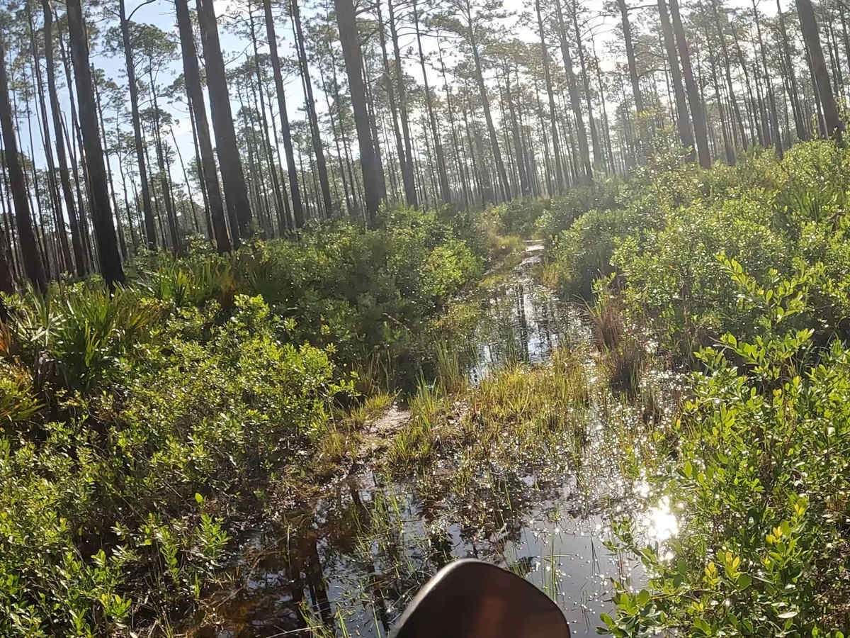Northwest - FS 15 trail photo