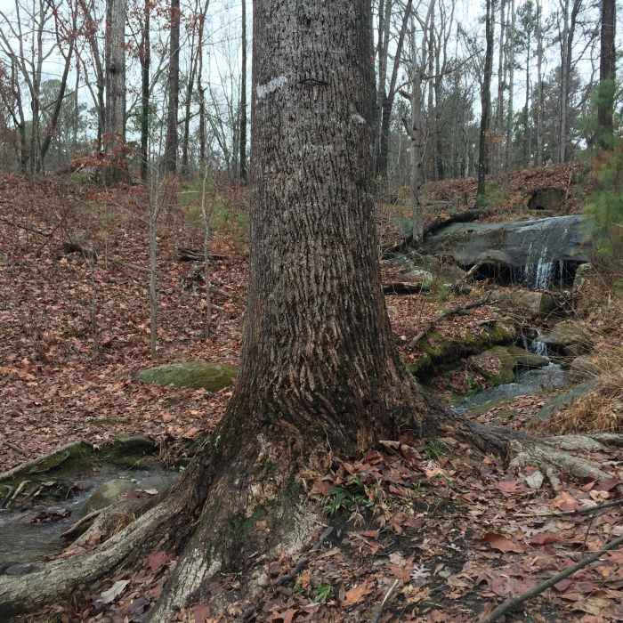 Enjoy this small waterfall and creek in the woods near Venable Lake. Near Stone Mountain State Park Loop