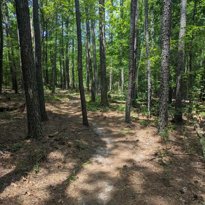 Trail and trees Near Creedmoor Cross City Trail