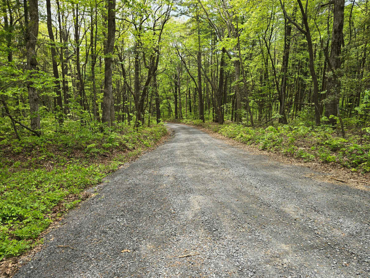 Oswald Dome Road trail photo
