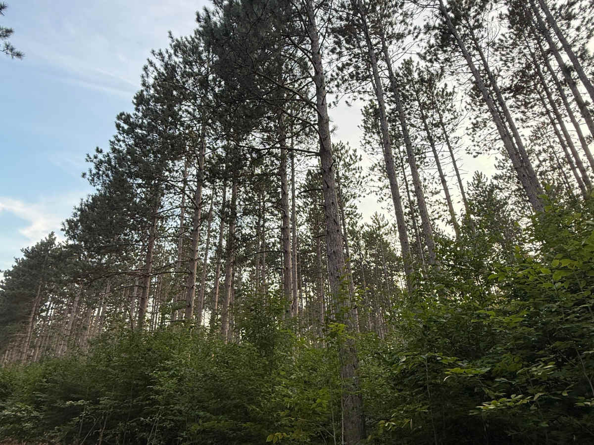 N 5 Trail photo 4