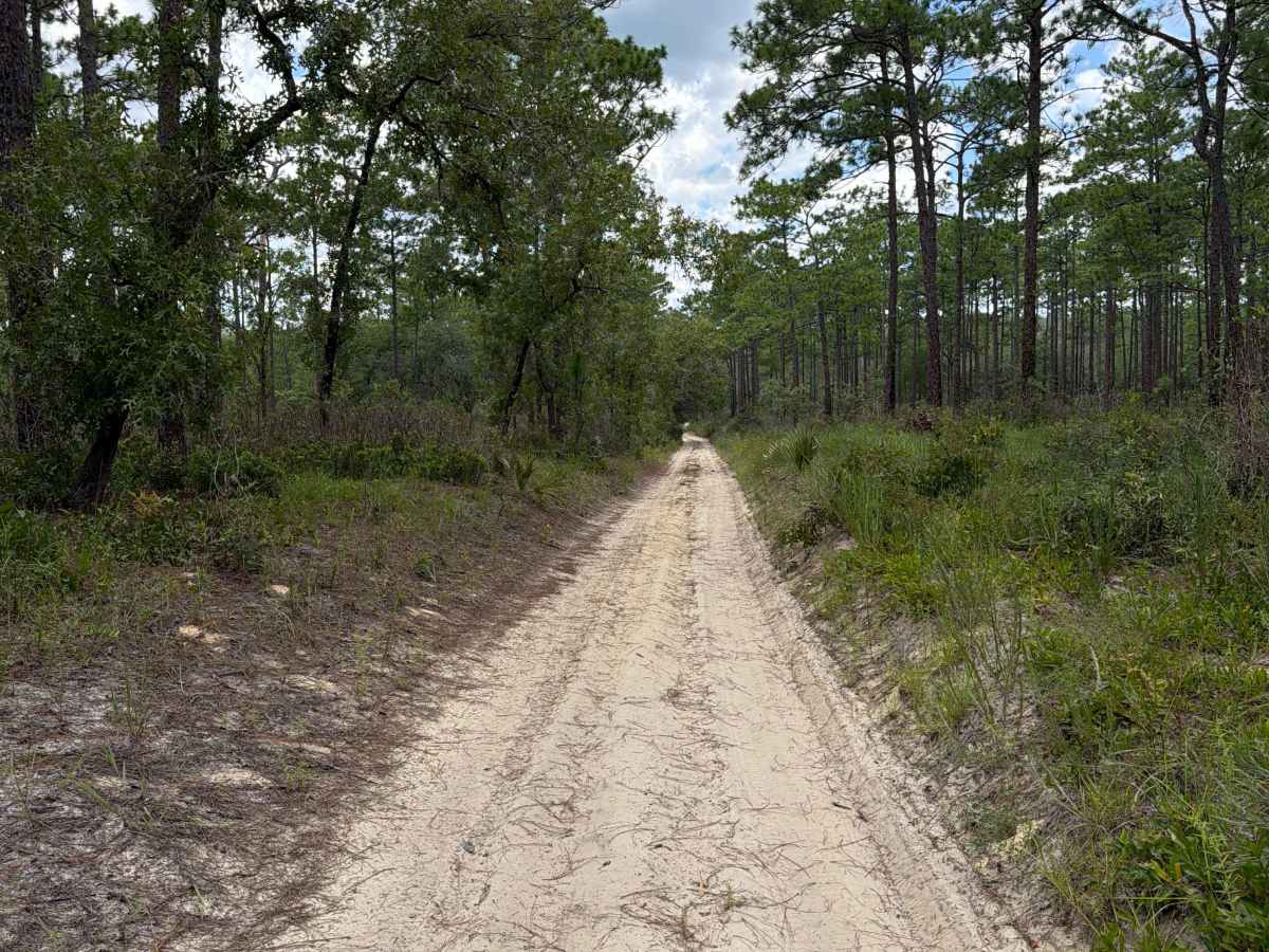 Ocala National Forest - 445-2.3 trail photo