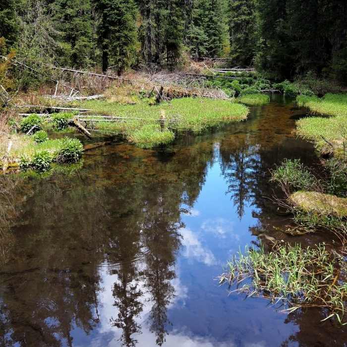 Near Brown Mountain Trail #1005