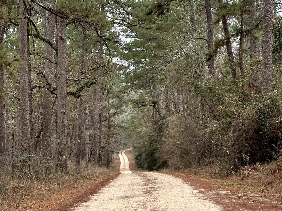 Lynch - FS 209A trail photo
