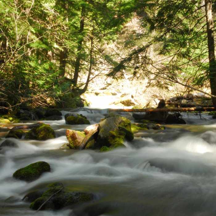 Near Tamanawas Falls Hike