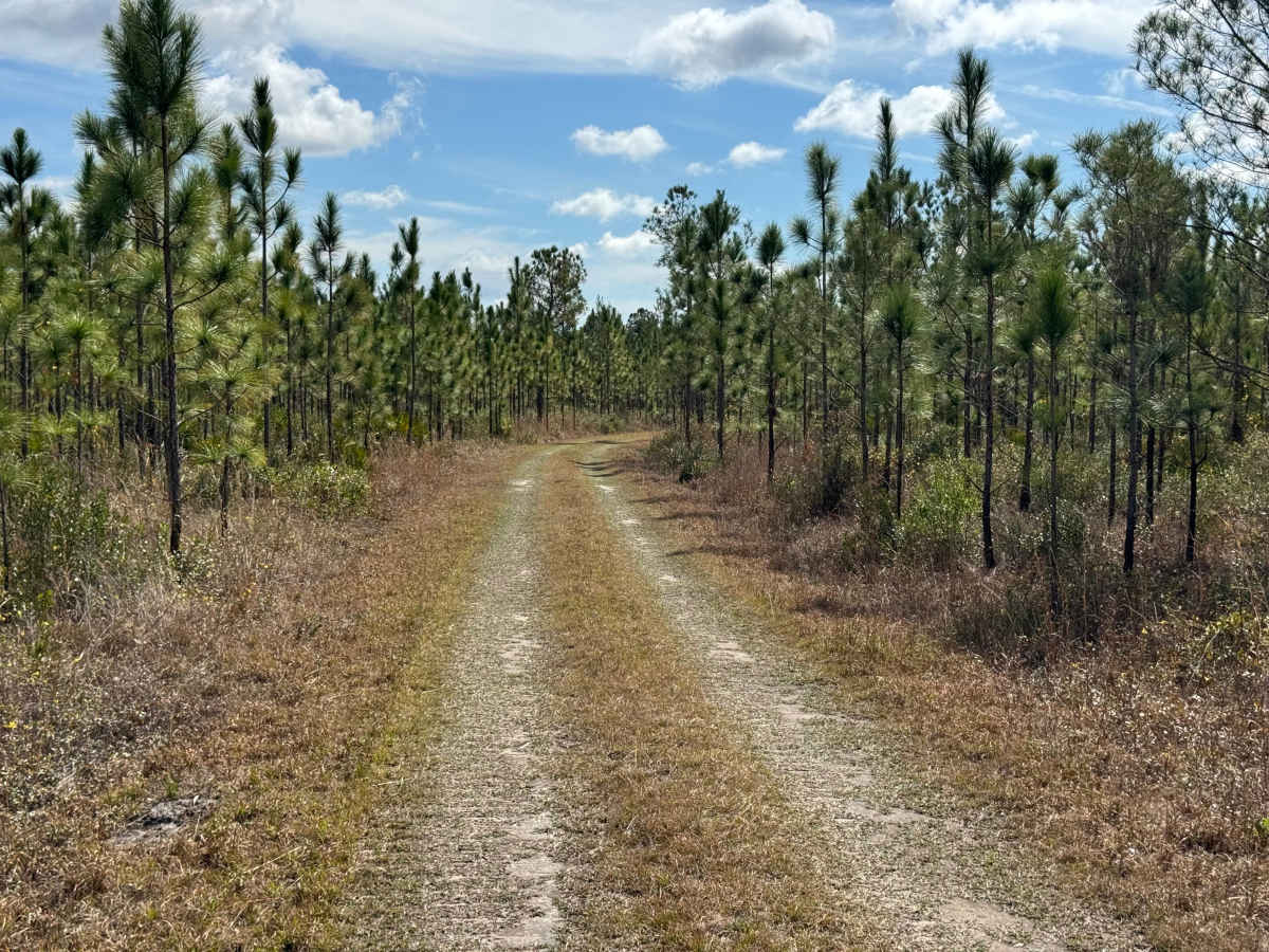 Brown Road photo 4