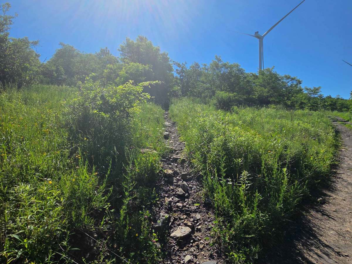 Single Track Q photo 2