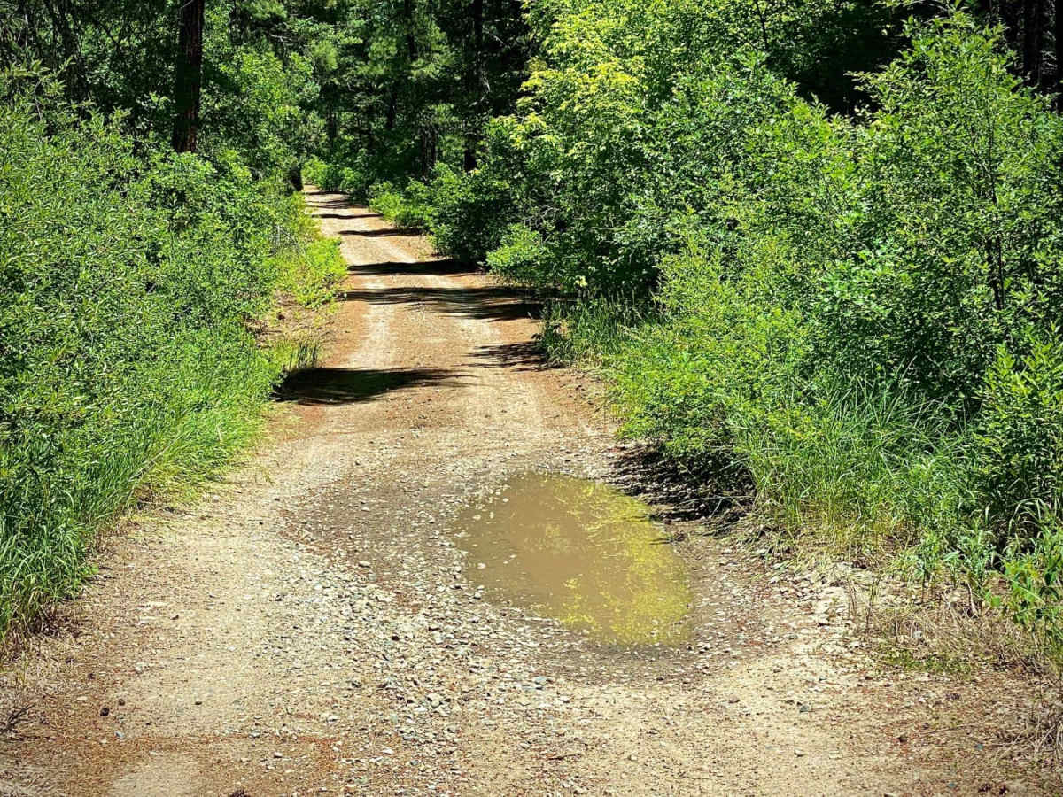 Devil Creek Wildlife Management Area-Fr Rd 627 photo 3