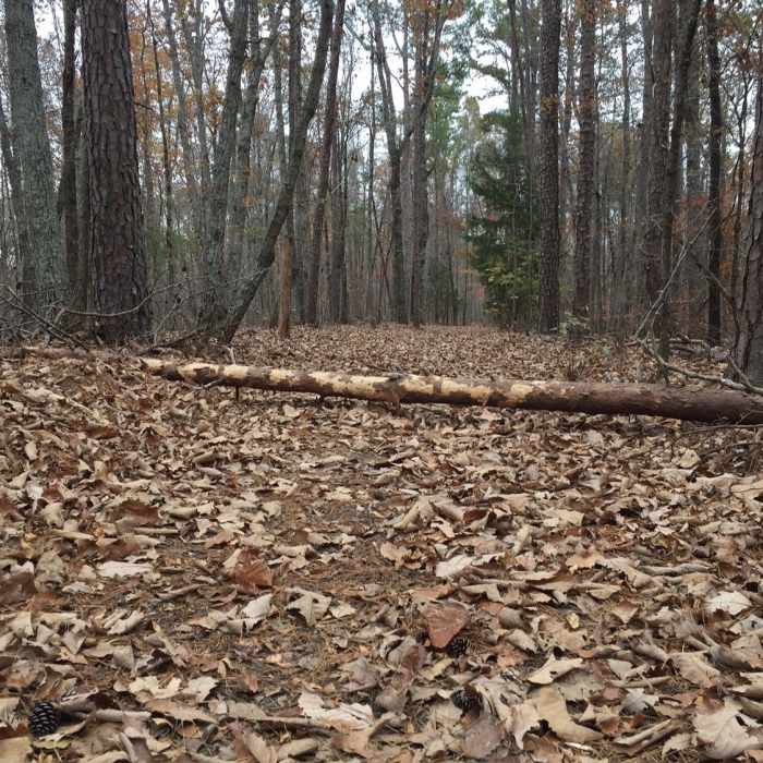 Surrounded by trees on this short trail. The paved path gets covered with leaves in the fall, which can make it slippery. Near Narrows Ridge Full Loop