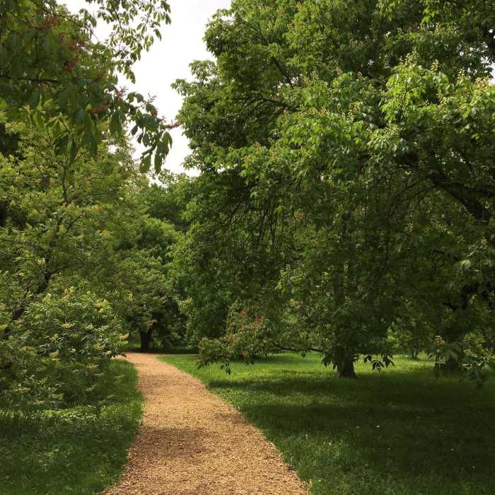 Horsechestnut Collection Near Arnold Arboretum Tour