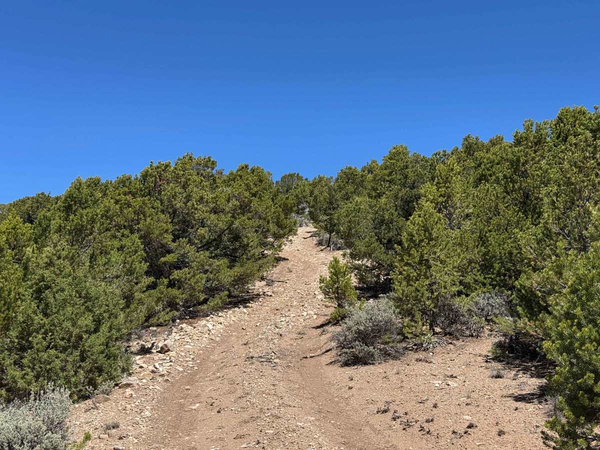 BLM 8484 photo 2