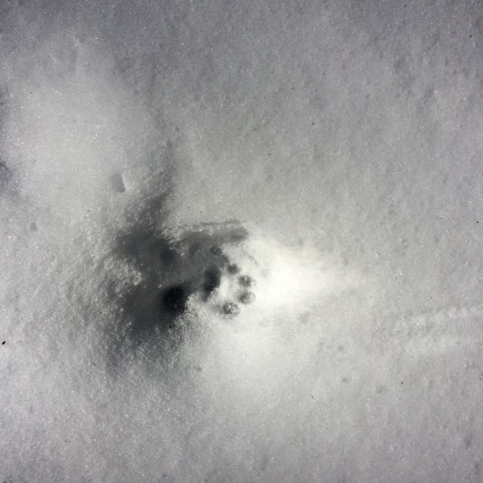 Possibly a bobcat track on Hughes Ridge Near Hughes Ridge Trail