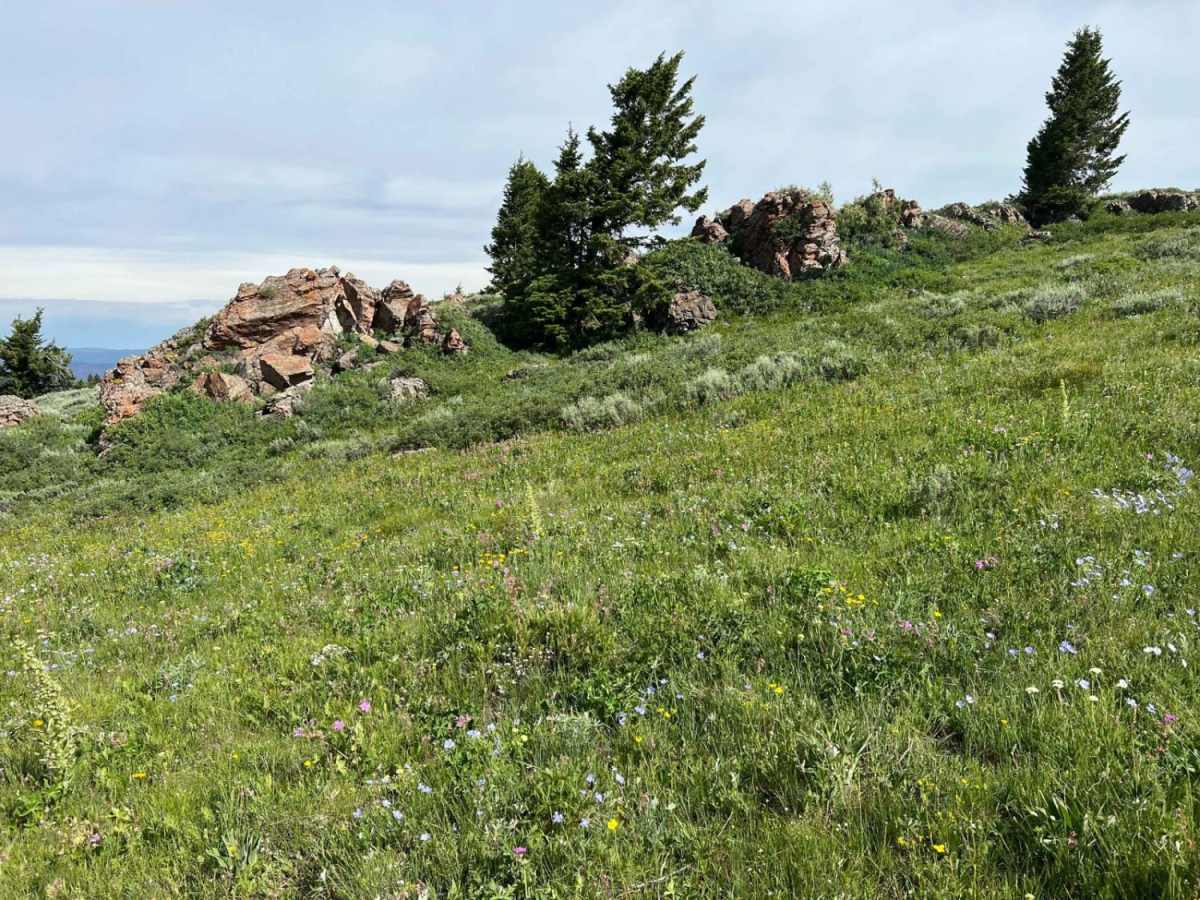 Continental Divide Trail (FS 20056) photo 2