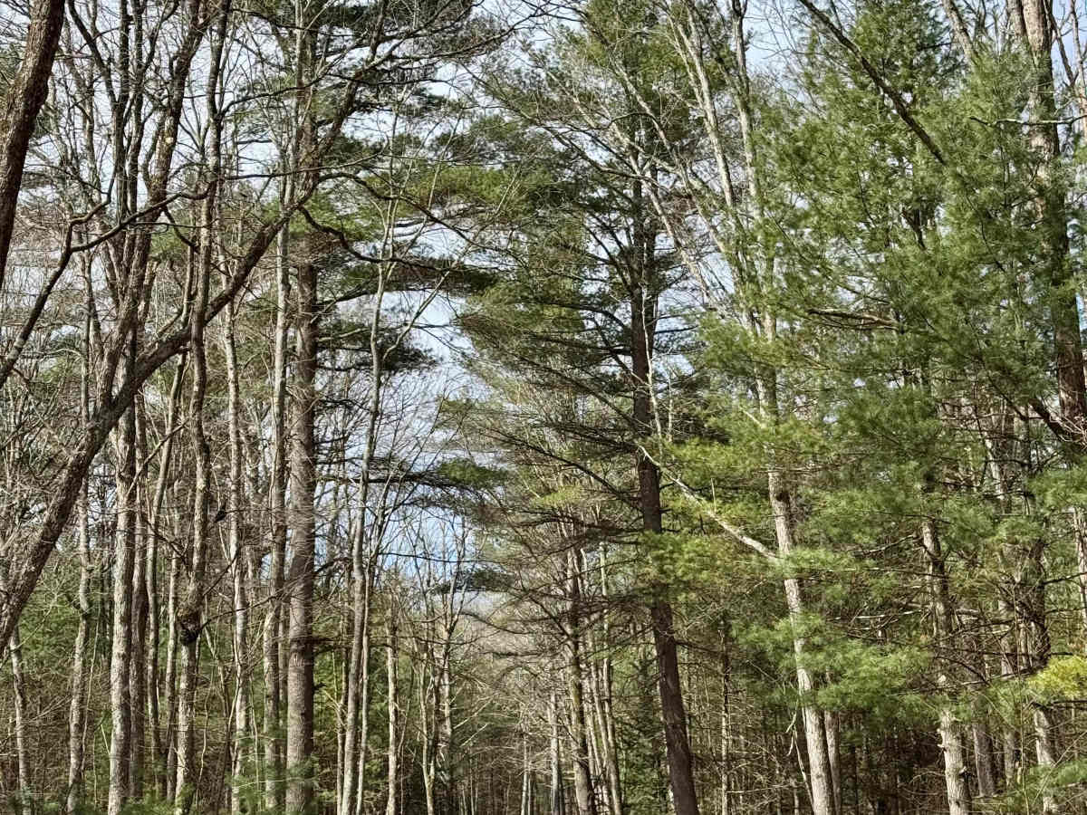 Cole Run Road photo 5
