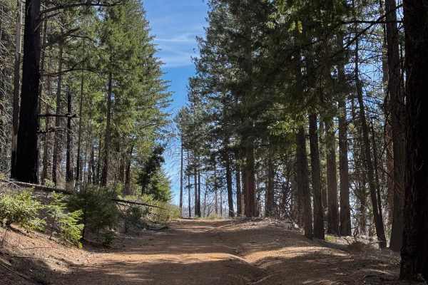Richardson Glade - FS 17N26