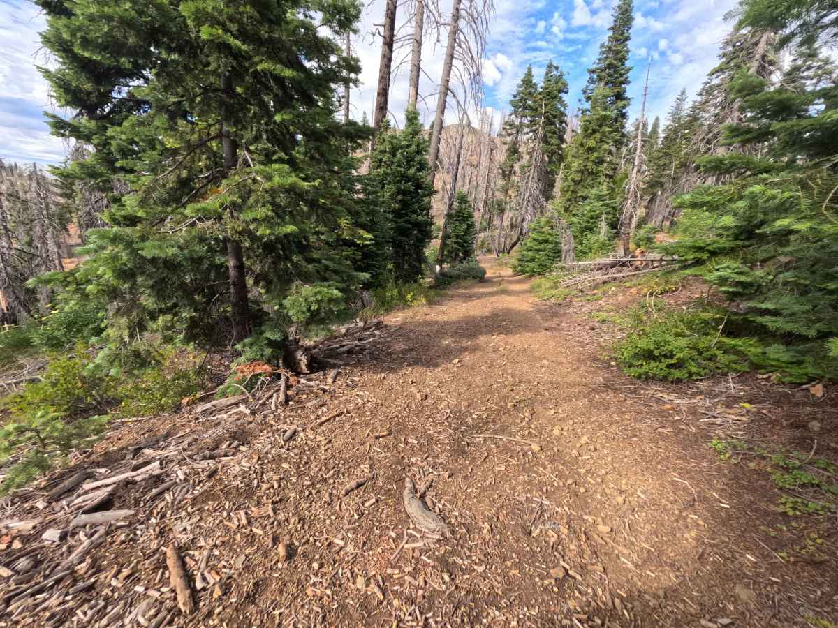 Buckhorn Ridge - FS 21N87 photo 6
