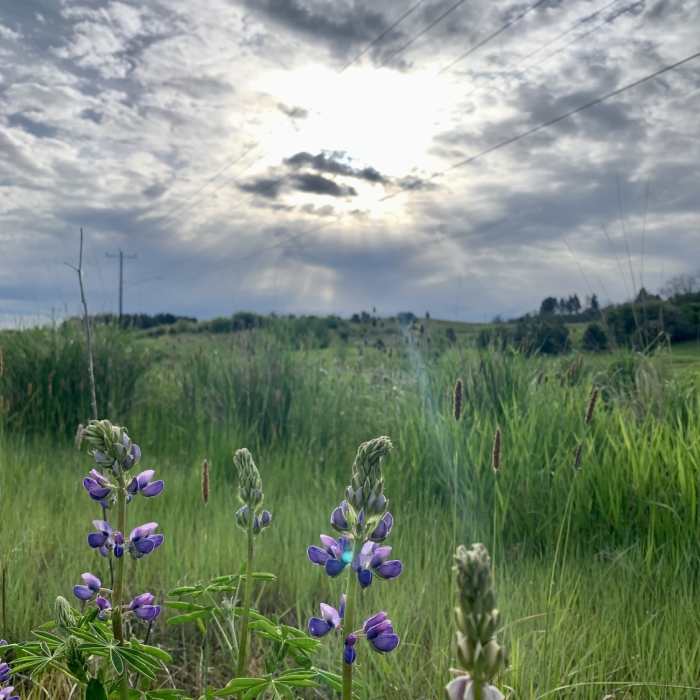 Near Pullman Pathways Loop