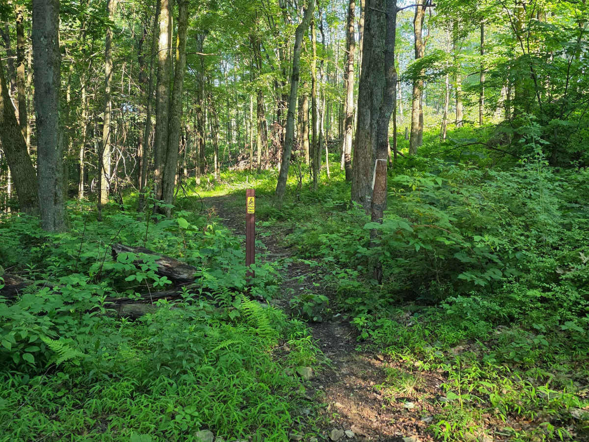 Single Track C2 photo 2
