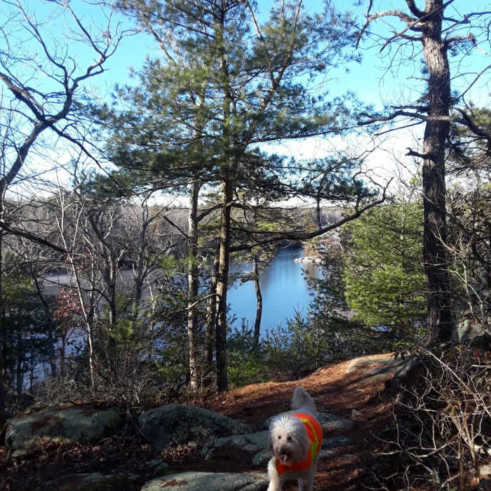 Jack is returning from his scouting run. Near Yawgoog - BSA