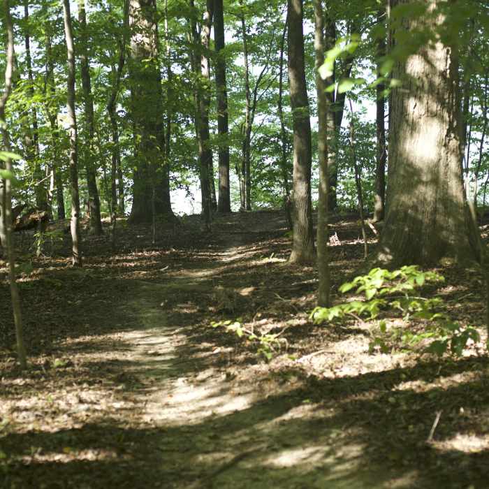 Near Christmas Fern Trail