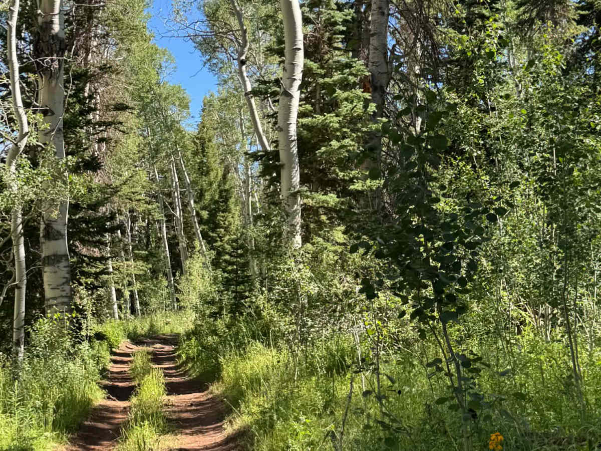 Wells Ridge Road trail photo