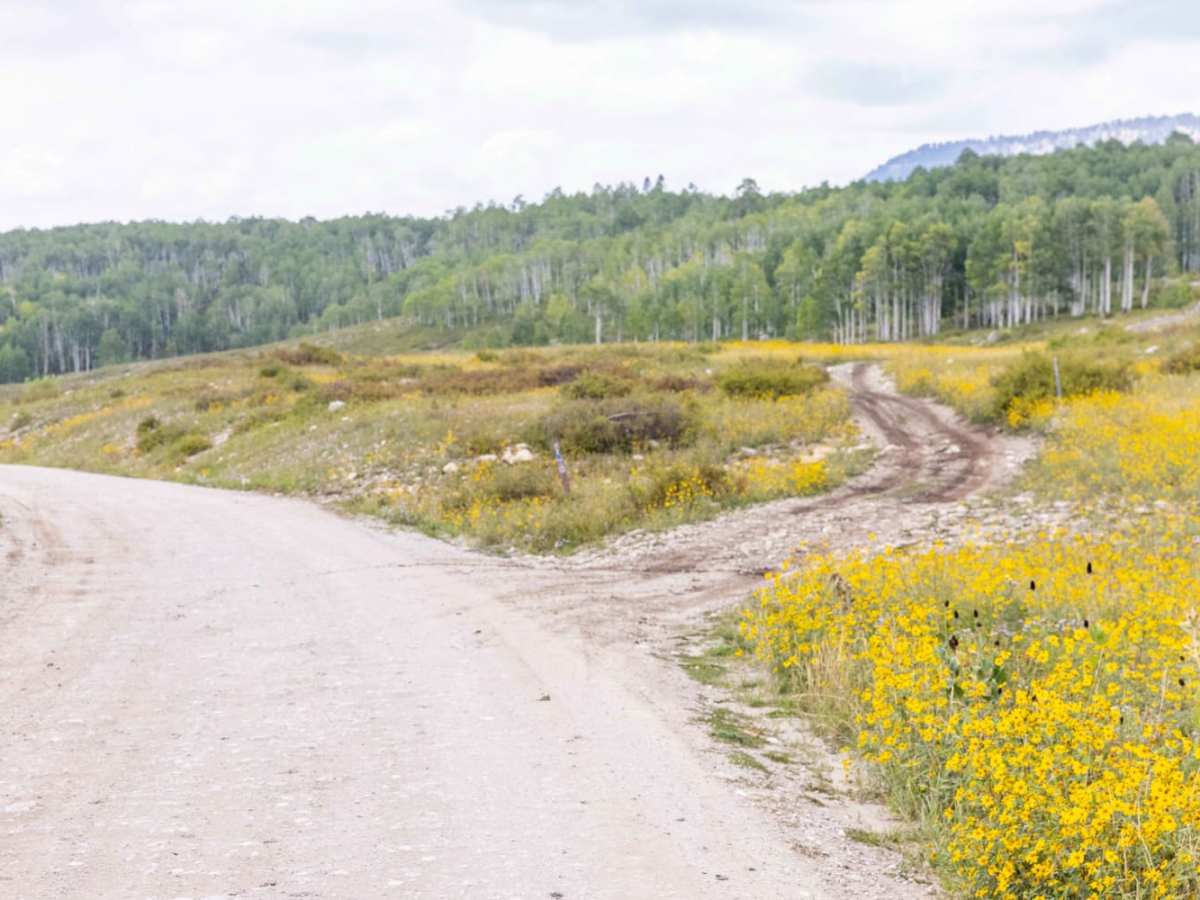 Giant Aspen Trail photo 3
