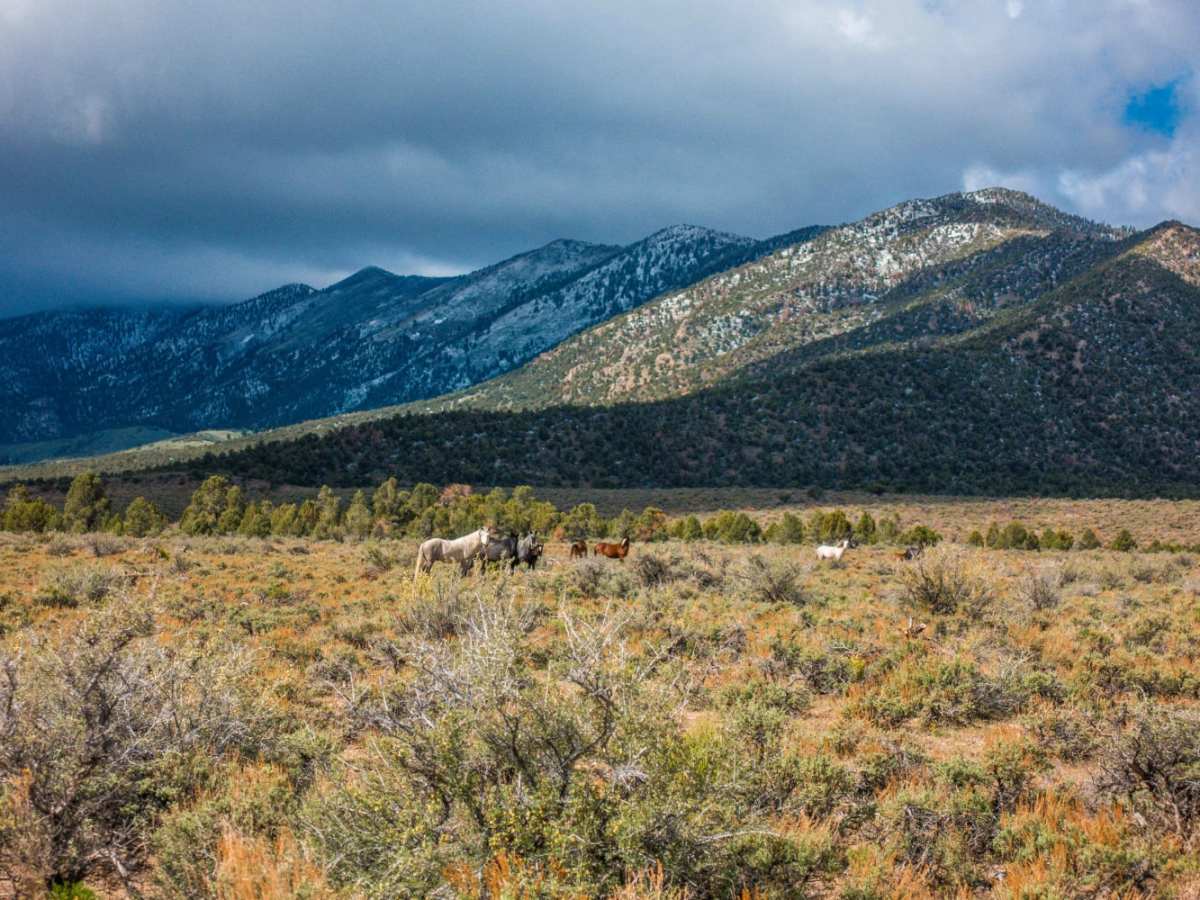 Belmont Mine photo 4