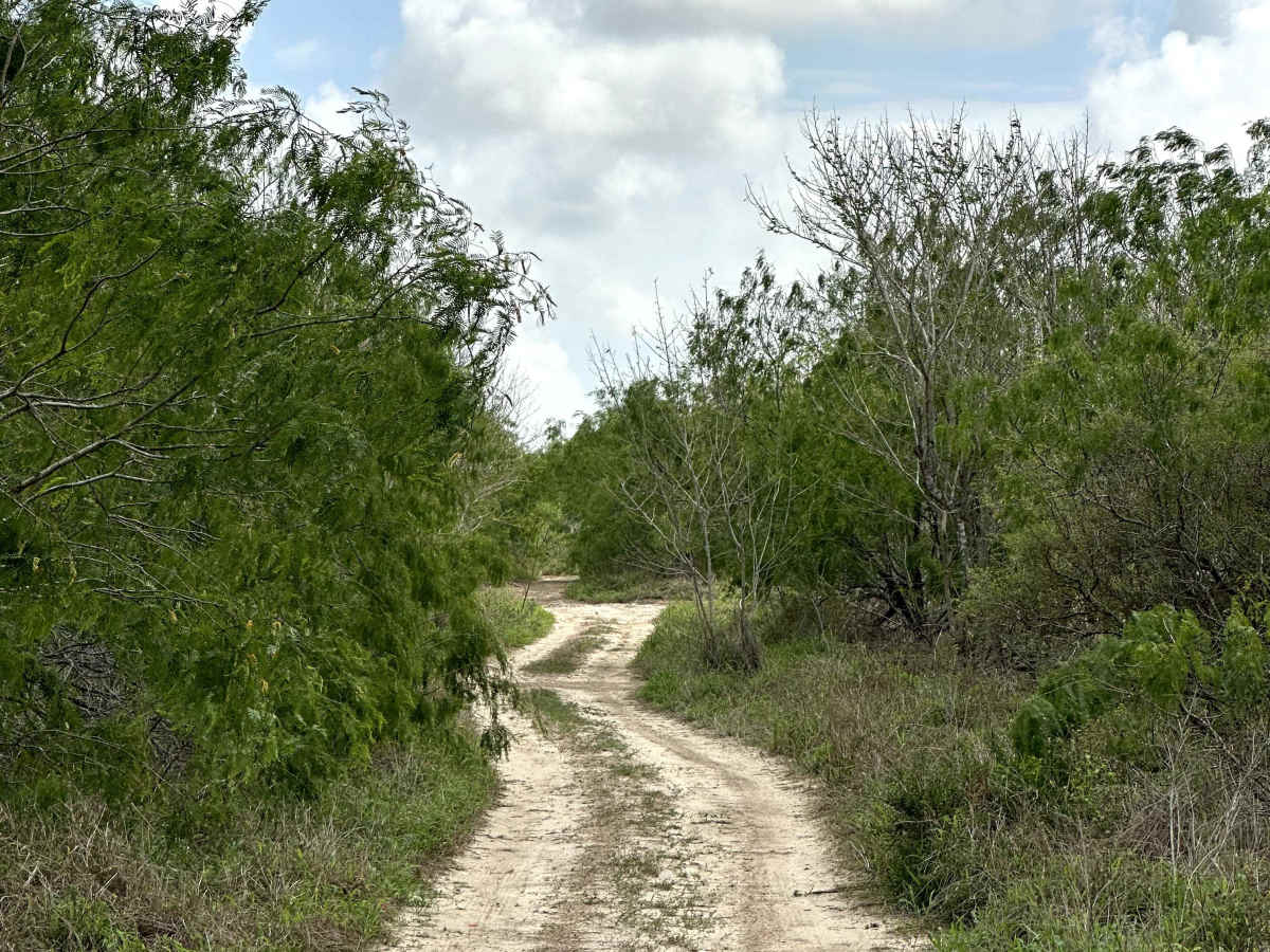 Mosquito Track photo 3