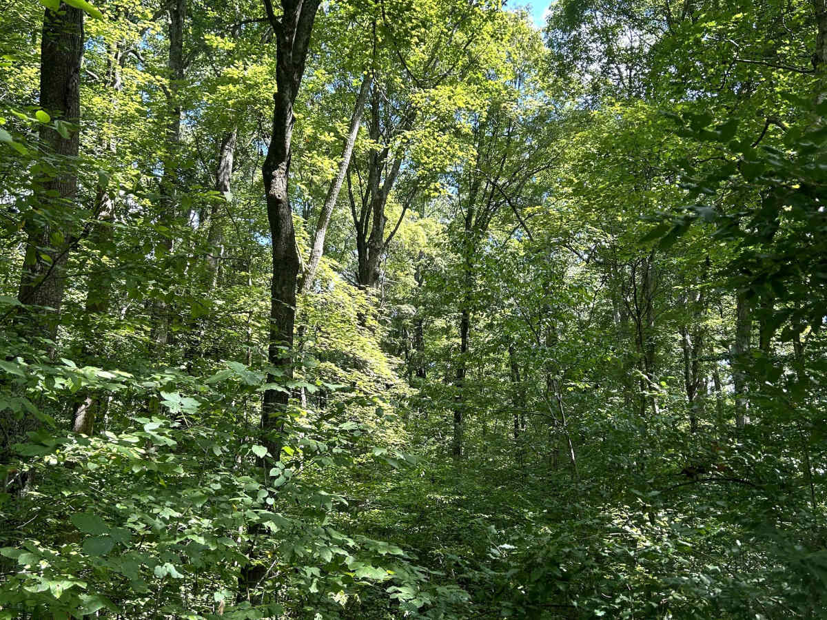 Kaskaskia Woods Trail photo 4