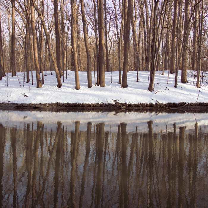 Trees reflect across the Rouge River. Near Ford Field Park