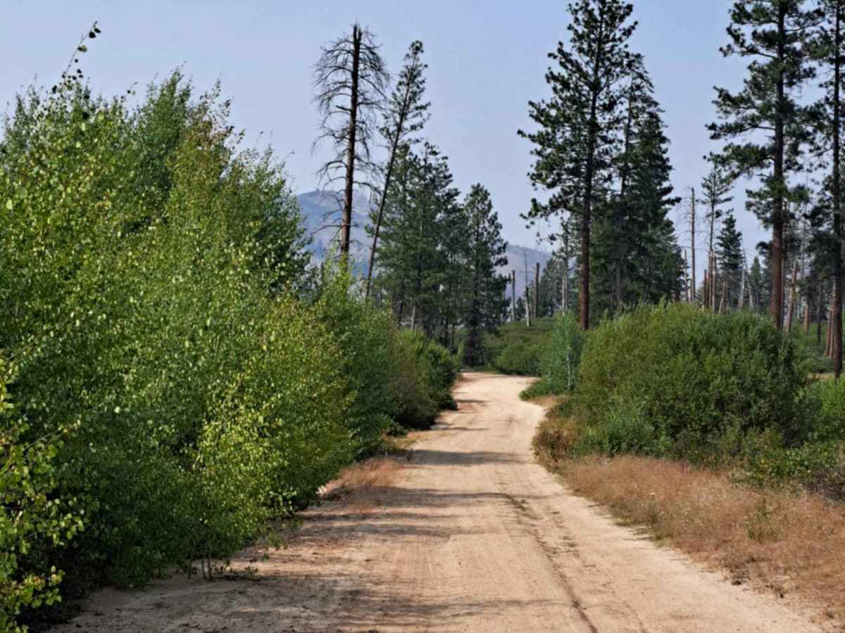 Roaring River Road - FS 255 photo 2