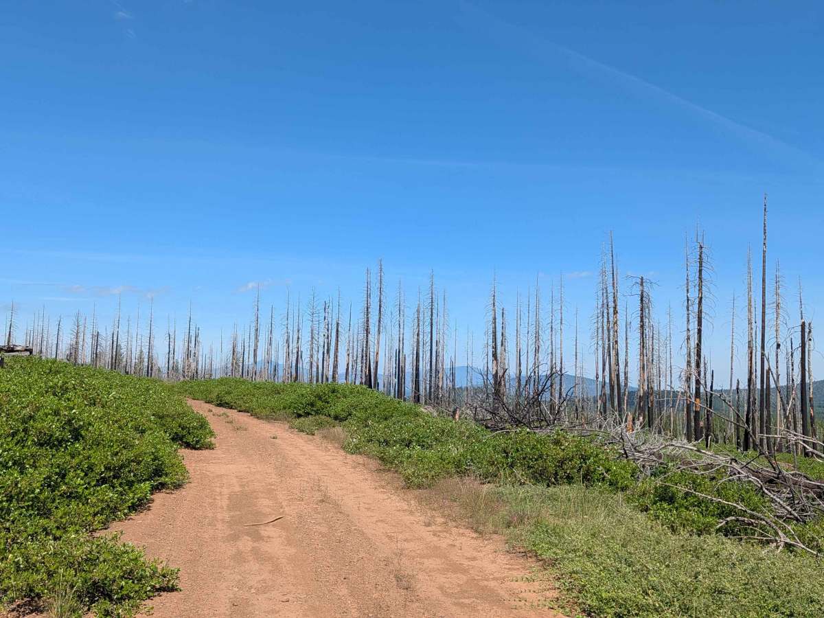 Tamarack Tile - FS 47N49 trail photo